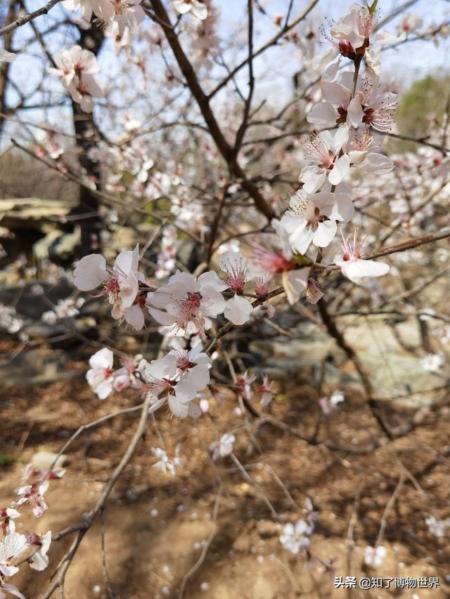 花开 三月下旬 颐和园赏花私藏路线