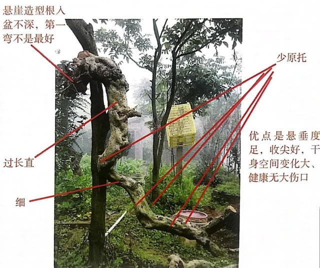 盆景设计比一比即可论高下 谁胜谁负靠 技艺