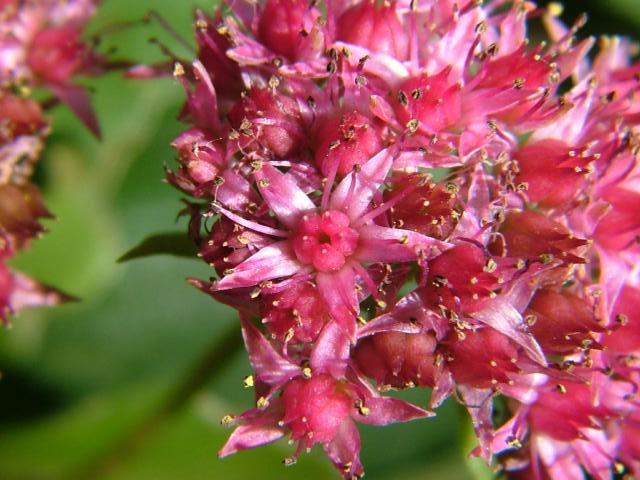 每人都有专属生日花 生日花有独特的含义 7 9月