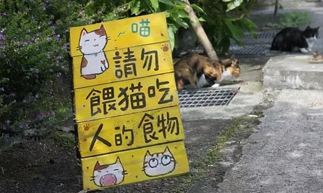 厦门猫街与日本猫岛 台湾猫村有什么不同 这样做翻