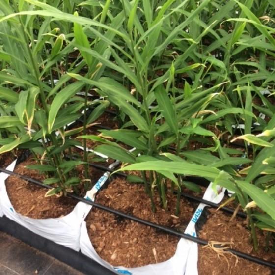 夏威夷无土栽培生姜方法