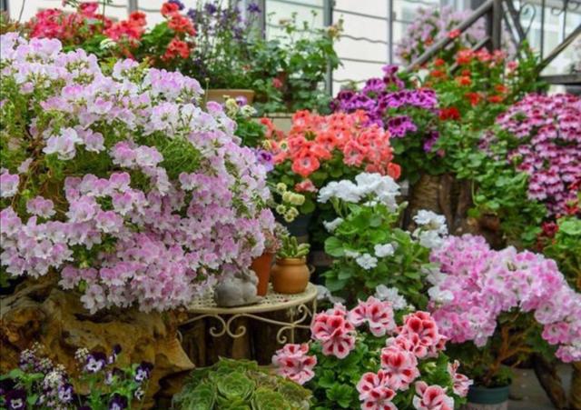 6种小盆栽花卉 开花漂亮还好养 能把阳台变成小