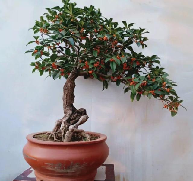 盆栽的桂花树年年不开花 原因就在于没摸准这4点 今日头条