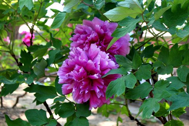 天下无双品 人间第一花 故宫博物院的牡丹比景山还要好看