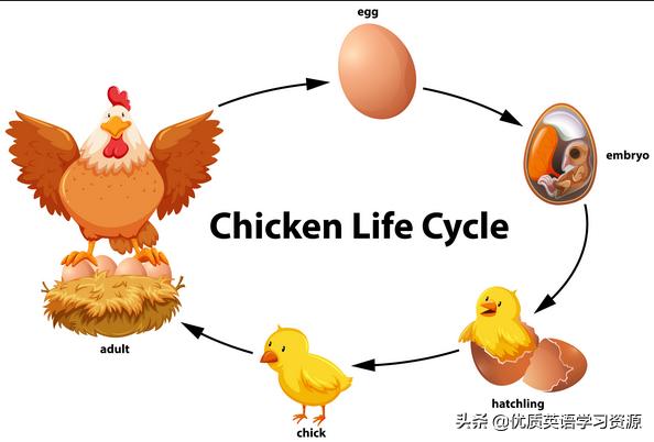 英语原版文章 生命周期life Cycles