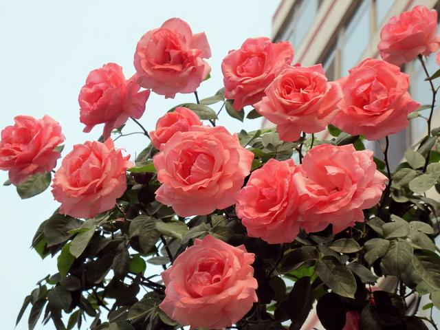 5种漂亮花 5月快剪 花箭 撒点营养肥 花苞又