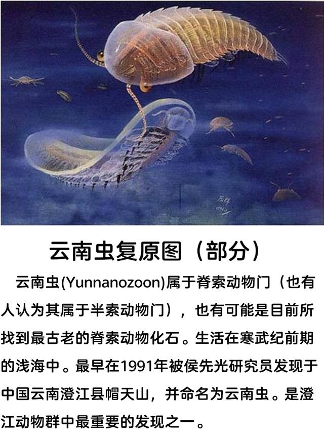 陈均远 在化石世界和远古生物对话