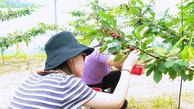 车厘子高山种五年栽培挂枝头