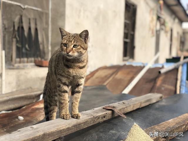 在农村 老人常说 男猫三点水 女猫一丘田 是