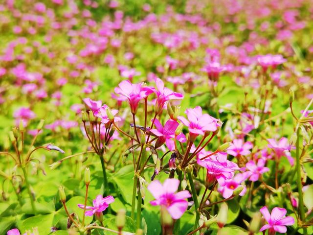 花花世界 美艳 幸运 的红花酢浆草