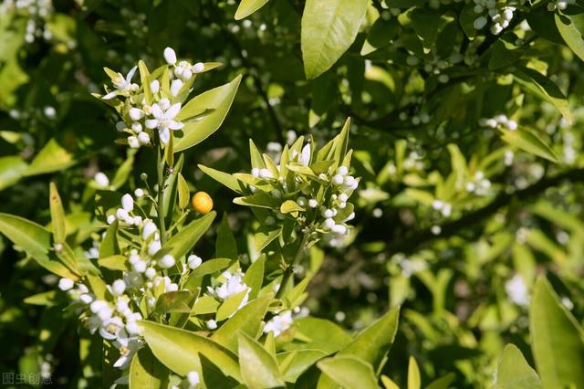 柑橘春季怎么修剪 熟背原则 分树修剪 专家 这5种树不