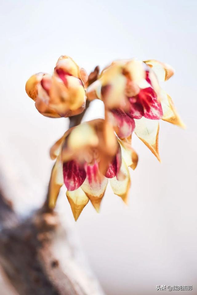 单位大院自然观察笔记3 第一批春花上线