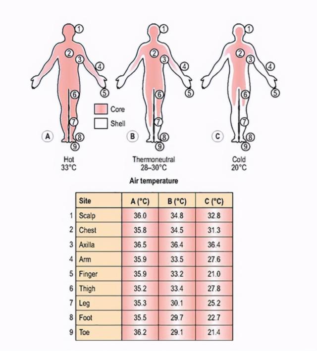 振海康 检测人类体温持续下降 36 7度不再是人体的正常