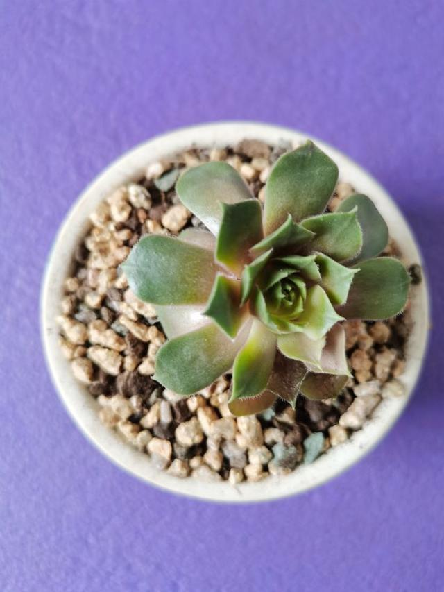 多肉植物点滴