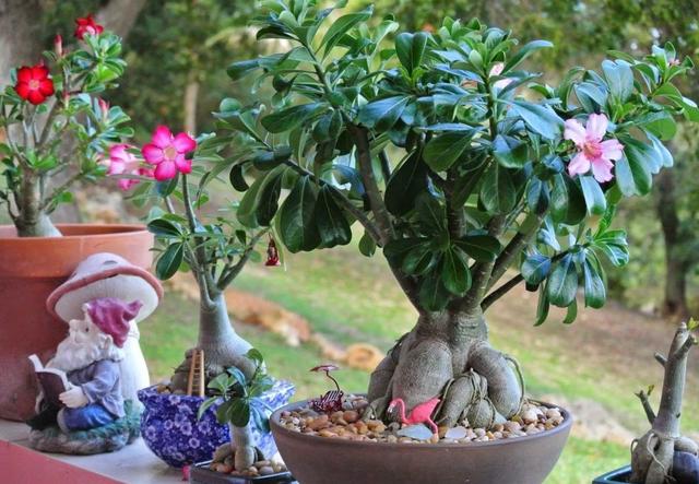 盆栽沙漠玫瑰 6 7月趁早落实3点 花开满枝头 个