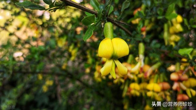 花如蝶形 人称 金雀花 若在山中遇见 便是福气 别
