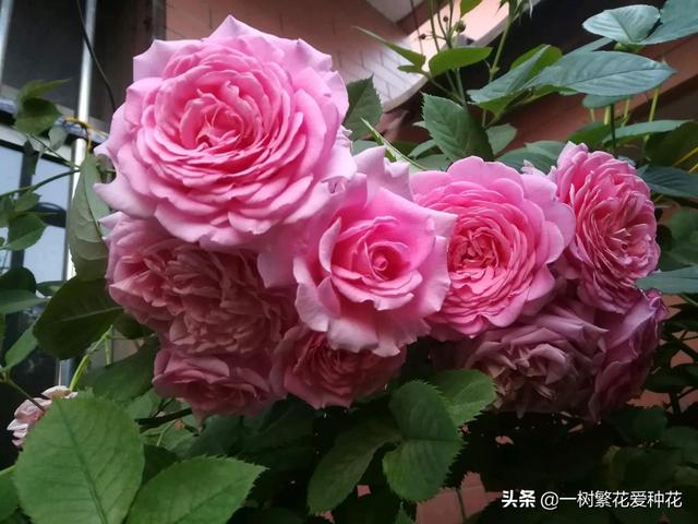 12种有挥发性香味的月季 其优缺点 我详细为你道