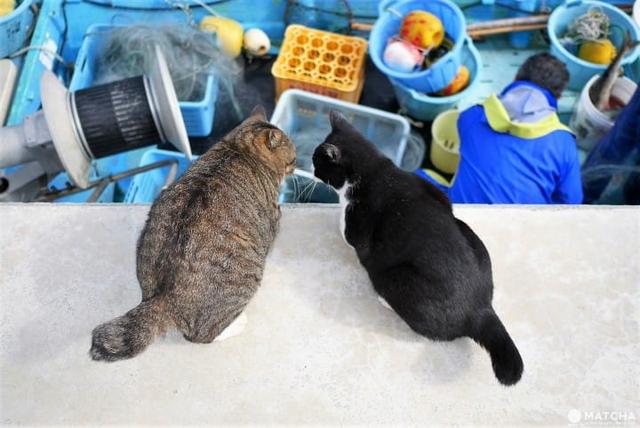 厦门猫街与日本猫岛 台湾猫村有什么不同 这样做翻