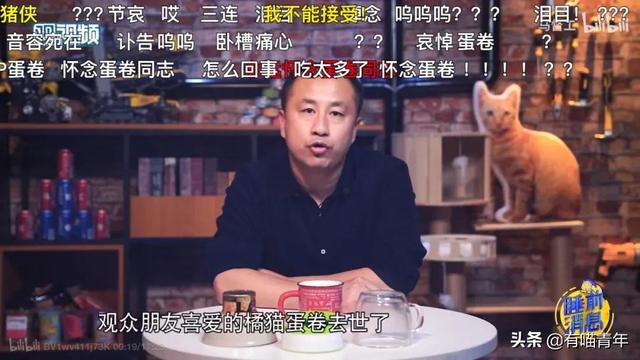养猫不封窗，害猫又害人