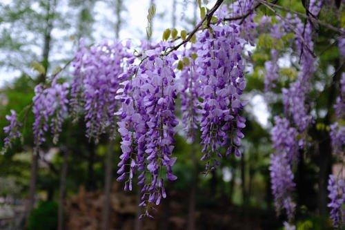 种蓝紫色花欣赏 送一片花的海洋给你