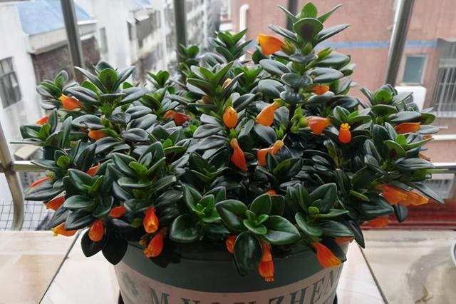 金鱼吊兰有三怕 及时避开 不黄叶长得旺 小金鱼 不