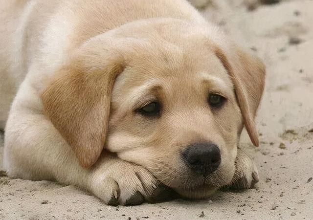 人犬易患的9大寄生虫 为了狗狗和家人的健康