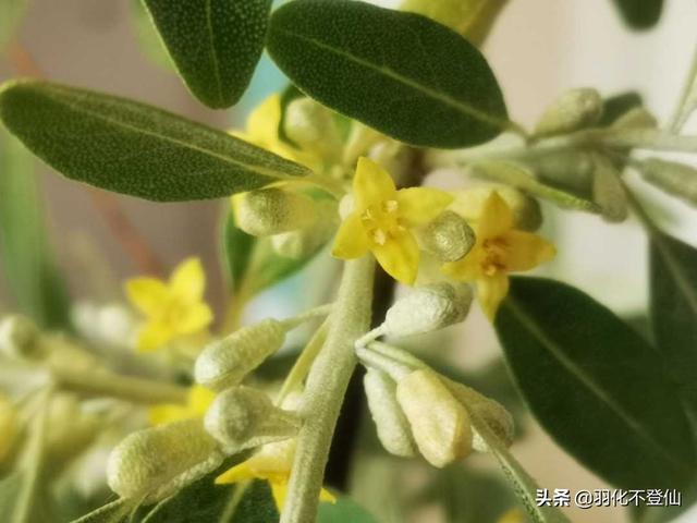 植物 沙枣花 再说沙枣花 你是我的俘虏