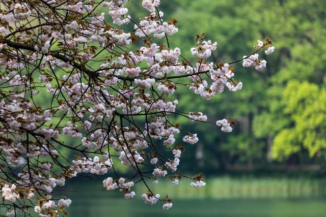 四月 梨花落 春欲晚 花事荼蘼 彼岸无期 闺中风暖