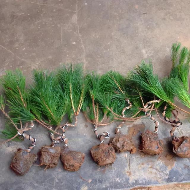 玩黑松从 0 开始 练出一手精湛的盆景造型技艺