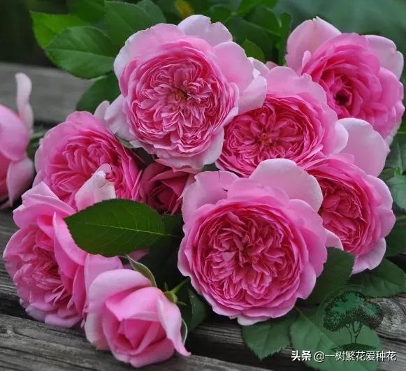 12种有挥发性香味的月季 其优缺点 我详细为你道