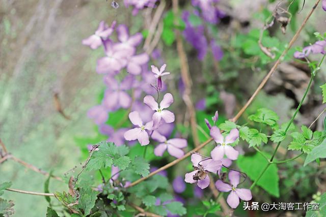 路边那些常见却叫不出名字的野花