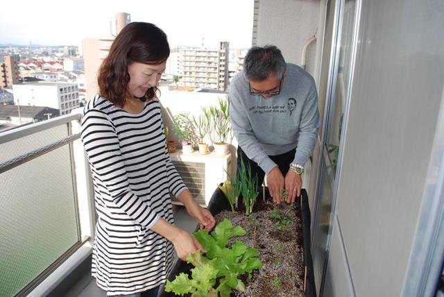 阳台种菜很难吗 老司机的日本主妇都会这么做 轻松打造
