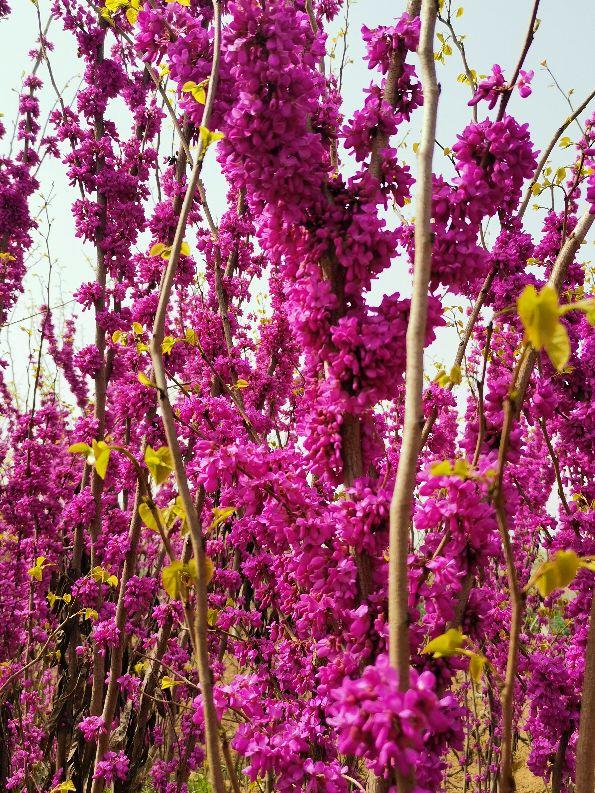 紫花葳蕤映天光 三田分荆美名扬 今日头条
