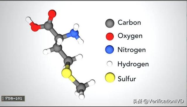 科普 什么是蛋白质