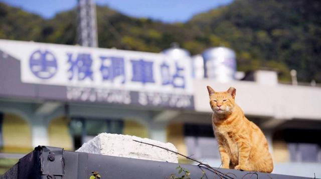 厦门猫街与日本猫岛 台湾猫村有什么不同 这样做翻