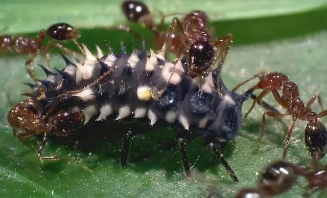红火蚁危险在哪为何如此凶猛顽强 这都拜南美老家数十