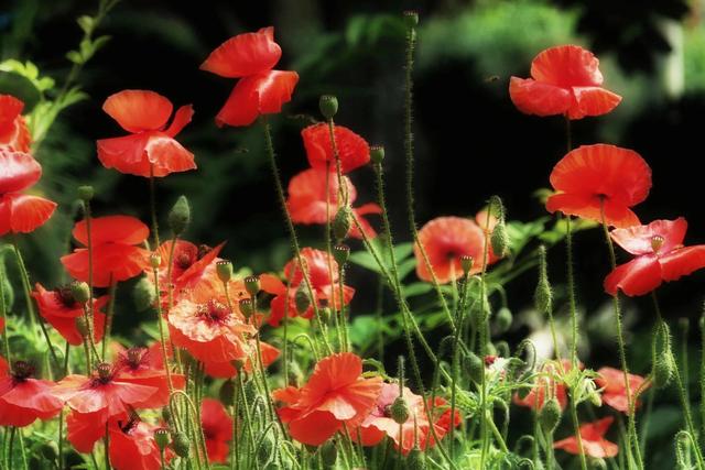 虞美人草花开浅夏 泰安南湖公园拍摄