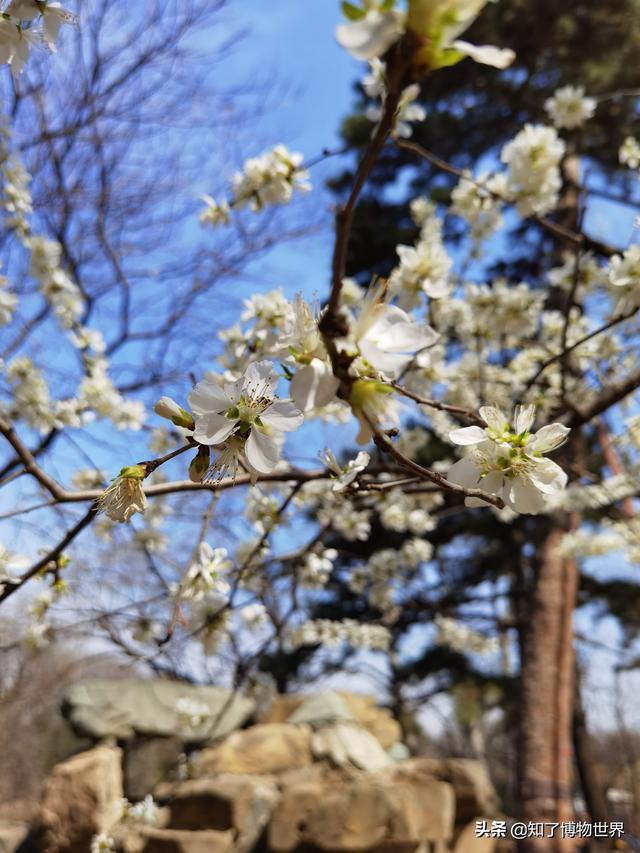 花开 三月下旬 颐和园赏花私藏路线