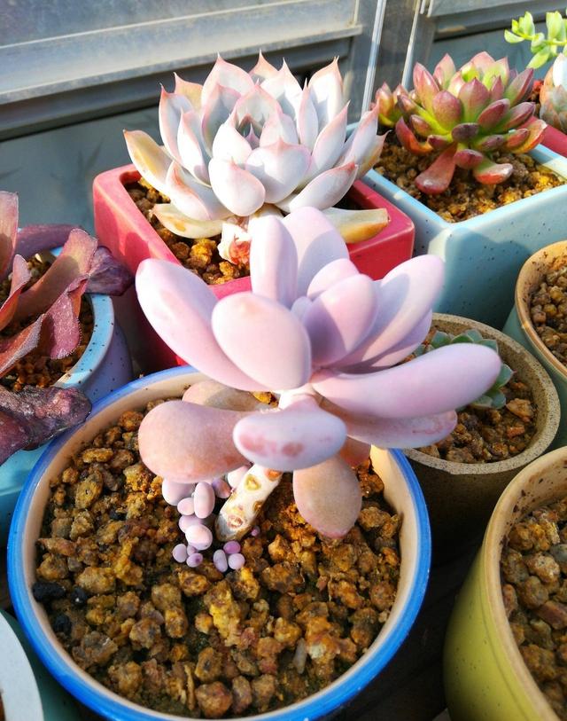 很强悍的3种多肉植物 不惧高温 夏天也能生长 有的