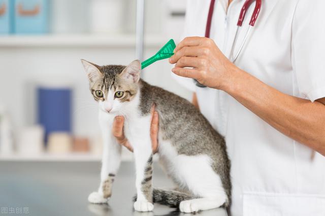 猫咪吐黄水是怎么回事？