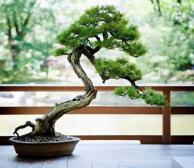 玩黑松从 0 开始 练出一手精湛的盆景造型技艺