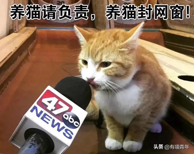 养猫不封窗，害猫又害人