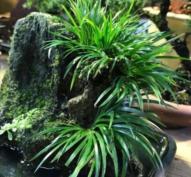 山上3种 植物 做成小盆景 趣味盎然 观赏性强