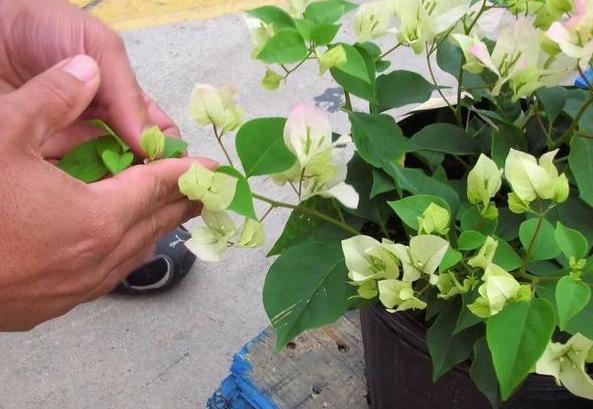 养殖三角梅用什么肥料好 生长靠黄豆肥 催花用上磷酸二氢钾