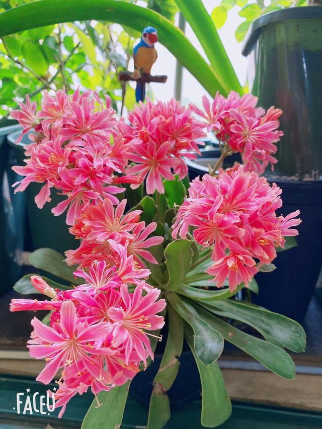 露薇花开花超美 小清新的气质让人一眼爱上 超适合春天