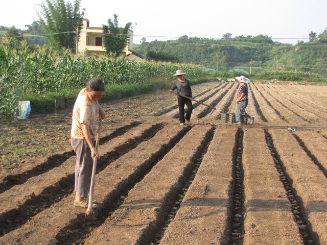 生姜一亩地需要多少姜种